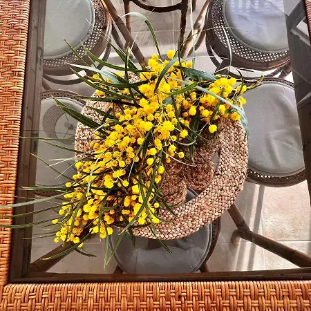 فيلة Joanna سون بو